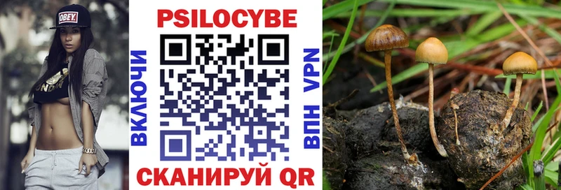 Псилоцибиновые грибы Cubensis Мегион